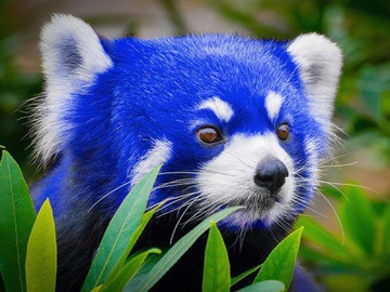 Firefox Quantum станет крупнейшим обновлением браузера от Mozilla
